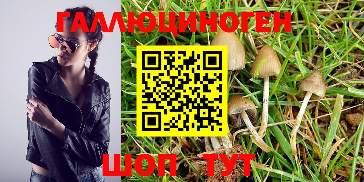 Алексеевка  Галлюциногенные грибы MAGIC MUSHROOMS  Вход с VPN 
